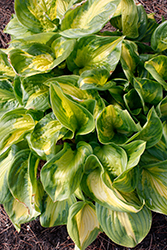Shadowland Etched Glass Hosta (Hosta 'Etched Glass') at Bayport Flower Houses