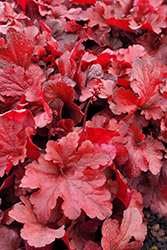 Forever Red Coral Bells (Heuchera 'Forever Red') at Bayport Flower Houses