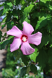 Chateau d'Amboise Rose of Sharon (Hibiscus syriacus 'Minsypin3') at Bayport Flower Houses