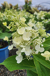 Candelabra Hydrangea (Hydrangea paniculata 'Hpopr013') at Bayport Flower Houses