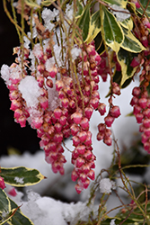 Passion Frost Japanese Pieris (Pieris japonica 'Ralto') at Bayport Flower Houses