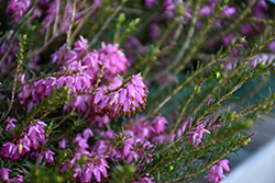 Pink Spangles Heath (Erica carnea 'Pink Spangles') at Bayport Flower Houses