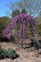 Lavender Twist Redbud (Cercis canadensis 'Covey') at Bayport Flower Houses