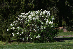 Betsy Ross Lilac (Syringa 'Betsy Ross') at Bayport Flower Houses
