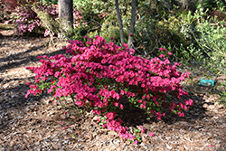 Girard's Fuchsia Evergreen Azalea (Rhododendron 'Girard's Fuchsia') at Bayport Flower Houses