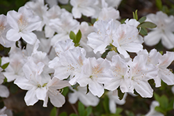 Delaware Valley White Azalea (Rhododendron 'Delaware Valley White') at Bayport Flower Houses