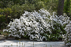 Delaware Valley White Azalea (Rhododendron 'Delaware Valley White') at Bayport Flower Houses