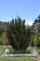 Upright Japanese Plum Yew (Cephalotaxus harringtonia 'Fastigiata') at Bayport Flower Houses
