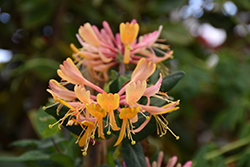 Goldflame Honeysuckle (Lonicera x heckrottii) at Bayport Flower Houses