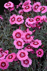 Star Single Peppermint Star Pinks (Dianthus 'Noreen') at Bayport Flower Houses
