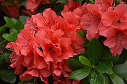 Encore Autumn Sunset Azalea (Rhododendron 'Roblen') at Bayport Flower Houses