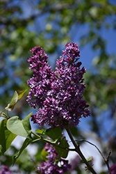 Royal Purple Lilac (Syringa x hyacinthiflora 'Royal Purple') at Bayport Flower Houses