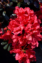 Johanna Azalea (Rhododendron 'Johanna') at Bayport Flower Houses