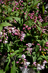 Yuki Cherry Blossom Deutzia (Deutzia 'NCDX2') at Bayport Flower Houses