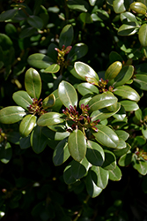 Shamrock Inkberry Holly (Ilex glabra 'Shamrock') at Bayport Flower Houses