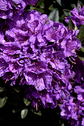 Purple Gem Rhododendron (Rhododendron 'Purple Gem') at Bayport Flower Houses