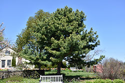 Korean Pine (Pinus koraiensis) at Bayport Flower Houses