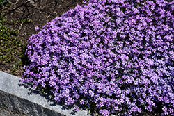Purple Beauty Moss Phlox (Phlox subulata 'Purple Beauty') at Bayport Flower Houses