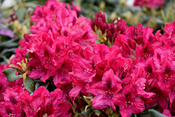 Nova Zembla Rhododendron (Rhododendron 'Nova Zembla') at Bayport Flower Houses