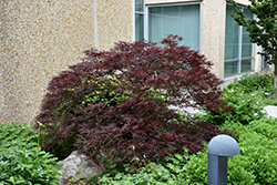 Red Dragon Japanese Maple (Acer palmatum 'Red Dragon') at Bayport Flower Houses