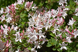 Coastal Azalea (Rhododendron atlanticum) at Bayport Flower Houses