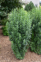 Straight Talk Privet (Ligustrum vulgare 'Swift') at Bayport Flower Houses