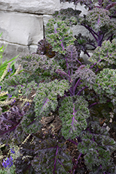 Redbor Kale (Brassica oleracea var. acephala 'Redbor') at Bayport Flower Houses