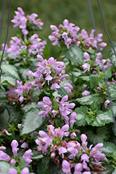 Pink Chablis Spotted Dead Nettle (Lamium maculatum 'Checkin') at Bayport Flower Houses
