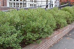 Inkberry Holly (Ilex glabra) at Bayport Flower Houses