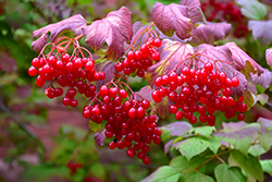 Highbush Cranberry (Viburnum trilobum) at Bayport Flower Houses