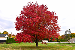 Red Maple (Acer rubrum) at Bayport Flower Houses