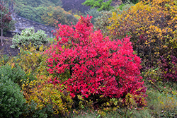 Highbush Blueberry (Vaccinium corymbosum) at Bayport Flower Houses