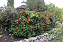 Blue Princess Meserve Holly (Ilex x meserveae 'Blue Princess') at Bayport Flower Houses