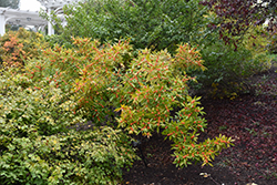 Winter Gold Winterberry (Ilex verticillata 'Winter Gold') at Bayport Flower Houses