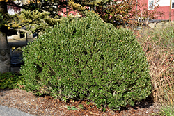 Shamrock Inkberry Holly (Ilex glabra 'Shamrock') at Bayport Flower Houses