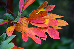 Sassafras (Sassafras albidum) at Bayport Flower Houses