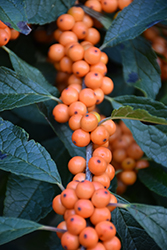 Winter Gold Winterberry (Ilex verticillata 'Winter Gold') at Bayport Flower Houses