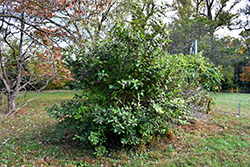 Profusion Beautyberry (Callicarpa bodinieri 'Profusion') at Bayport Flower Houses