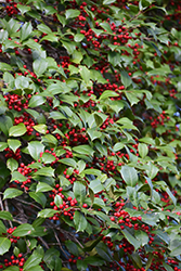 American Holly (Ilex opaca) at Bayport Flower Houses