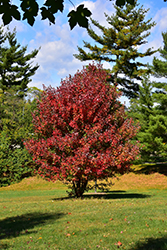 Redpointe Red Maple (Acer rubrum 'Frank Jr.') at Bayport Flower Houses