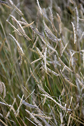 Blonde Ambition Blue Grama Grass (Bouteloua gracilis 'Blonde Ambition') at Bayport Flower Houses