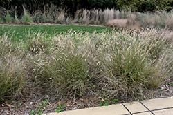 Karley Rose Oriental Fountain Grass (Pennisetum orientale 'Karley Rose') at Bayport Flower Houses