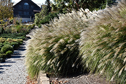 Gracillimus Maiden Grass (Miscanthus sinensis 'Gracillimus') at Bayport Flower Houses