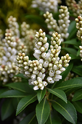 Tiki Japanese Pieris (Pieris japonica 'Tiki') at Bayport Flower Houses