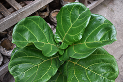 Fiddle Leaf Fig (Ficus lyrata) at Bayport Flower Houses