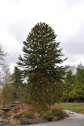 Monkey Puzzle Tree (Araucaria araucana) at Bayport Flower Houses