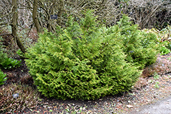 Dwarf Hiba Arborvitae (Thujopsis dolabrata 'Nana') at Bayport Flower Houses