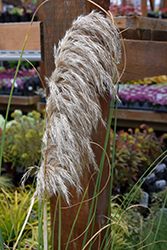 Ivory Feathers Pampas Grass (Cortaderia selloana 'Pumila') at Bayport Flower Houses