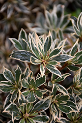 Bollywood Azalea (Rhododendron 'Farrow') at Bayport Flower Houses