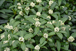 Reeves Skimmia (Skimmia reevesiana) at Bayport Flower Houses